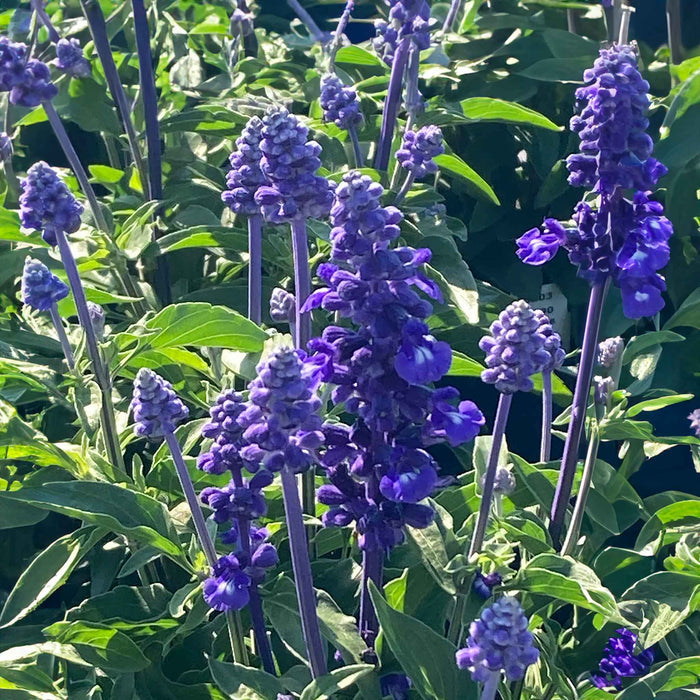 Salvia Plant 'Sallyfun Deep Ocean' - 1 x 9cm Potted Plant