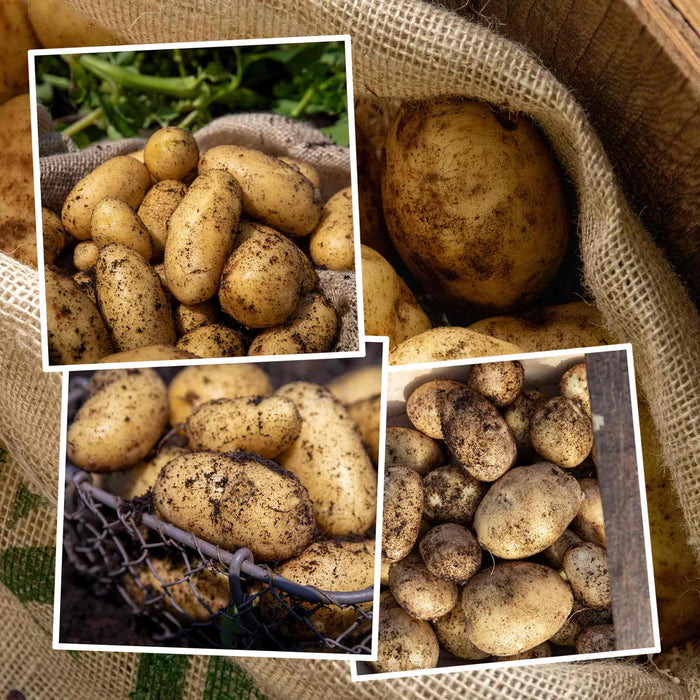 Collage of potatoes in a burlap bag with close-up insets of Potatoes 'Jazzy', 'Charlotte' & 'Maris Peer'