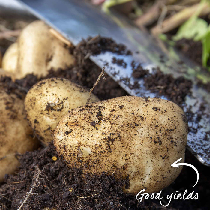 Seed Potato Christmas Harvest Collection