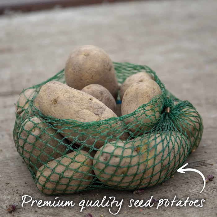 Seed Potato Christmas Harvest Collection