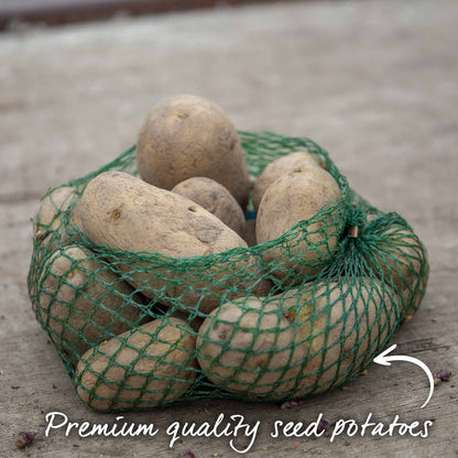 Seed Potato Christmas Harvest Collection