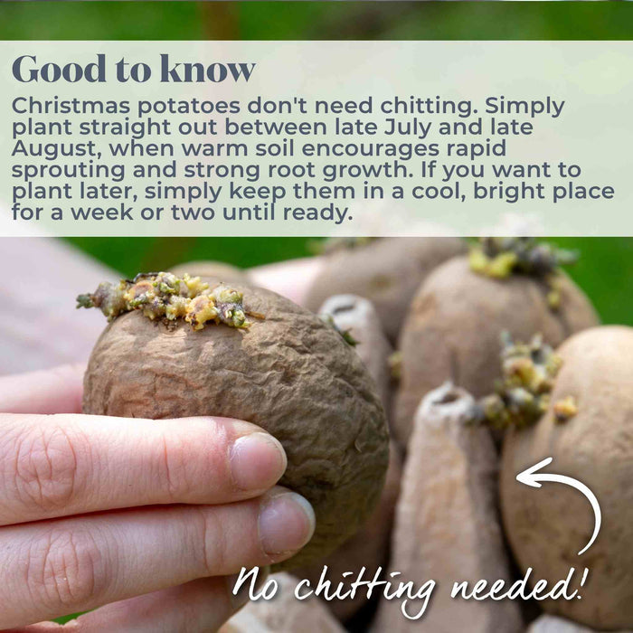 Hand holding a chitted potato with description explaining no chitting required for Christmas potatoes.