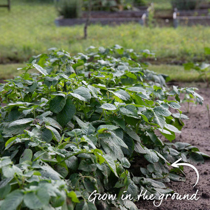 Seed Potato Christmas Harvest Collection
