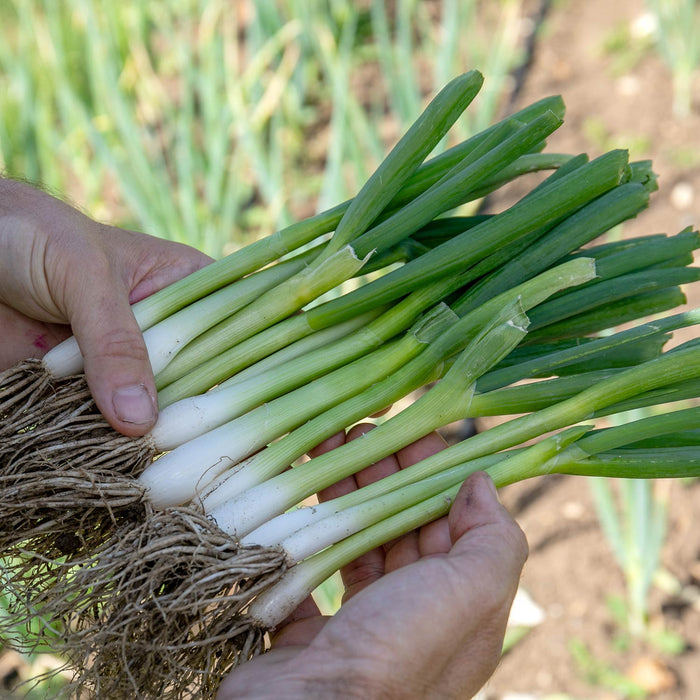 Spring Onion 'White Lisbon'