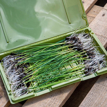 Spring Onion 'White Lisbon'