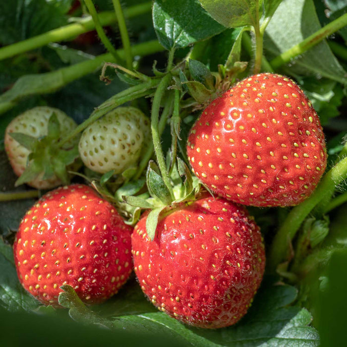 Strawberry 'Florence'