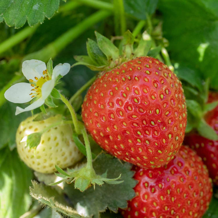 Strawberry 'Florence'