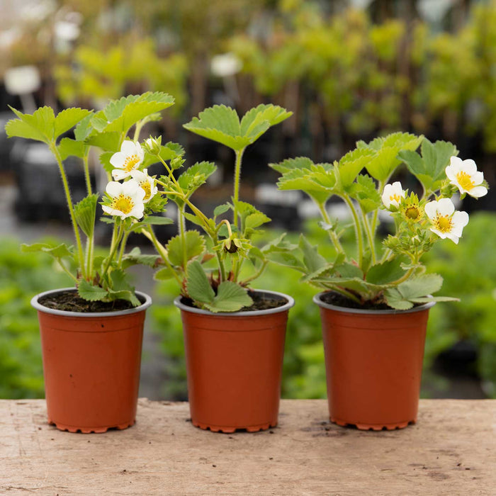 Strawberry 'Florence'