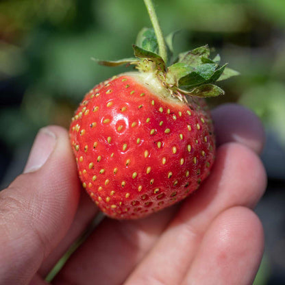 Strawberry 'Florence'