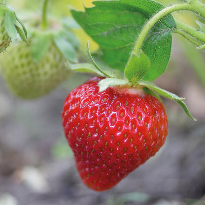 Strawberry 'Florence'