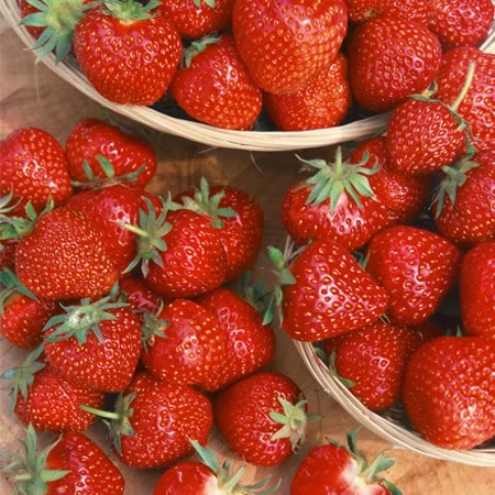 Strawberry 'Florence'