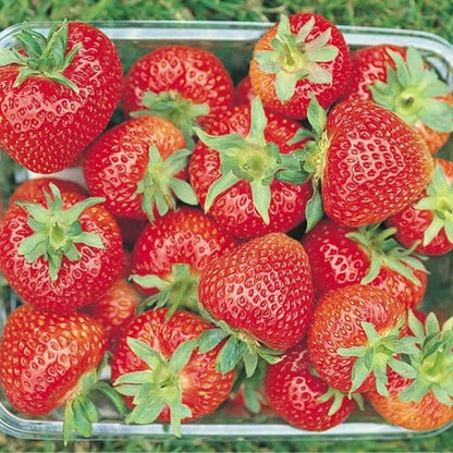 Strawberry 'Florence'