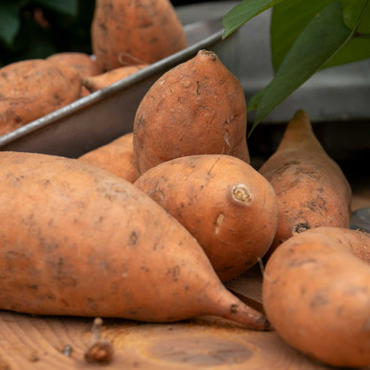 Sweet Potato 'Erato® Vineland Early Orange