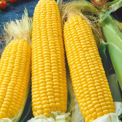 Sweetcorn 'Earlibird'