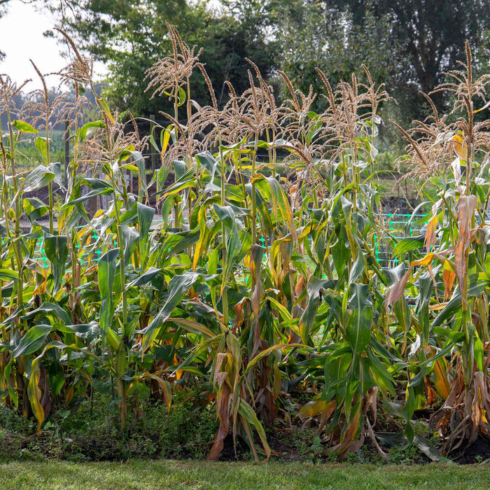 Sweetcorn 'Earlibird'