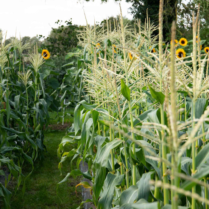 Sweetcorn 'Earlibird'