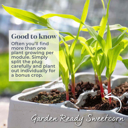 Sweetcorn 'Earlibird'
