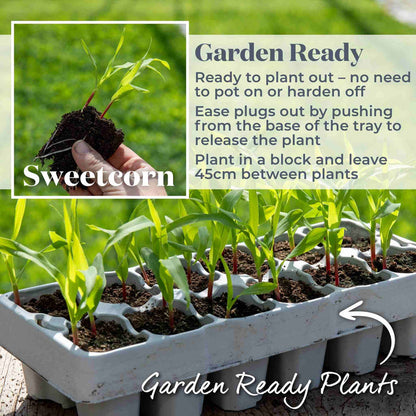 Sweetcorn 'Earlibird'