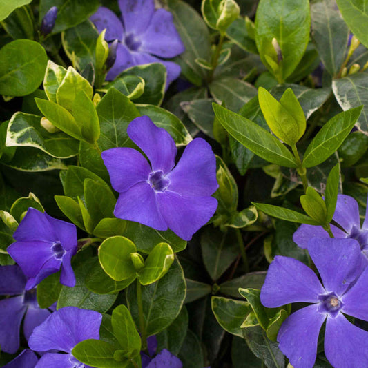 Vinca 'Minor Ralph Shugart'