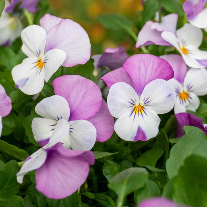 Viola 'Sorbet Pink Wings'