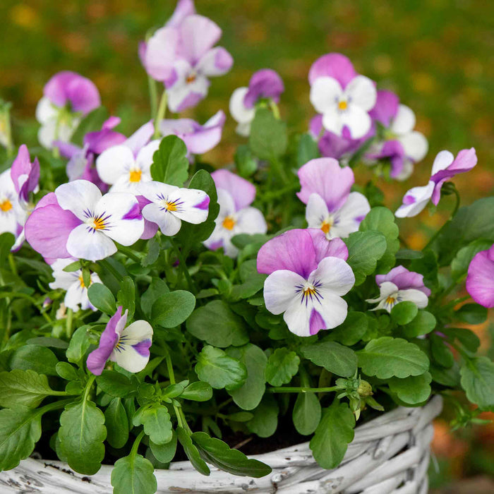 Viola 'Sorbet Pink Wings'