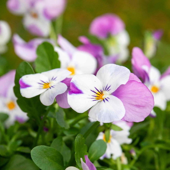 Viola 'Sorbet Pink Wings'