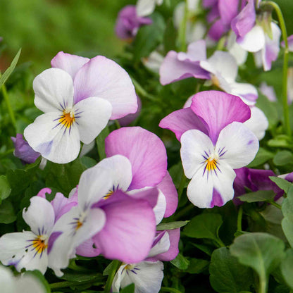 Viola 'Sorbet Pink Wings'