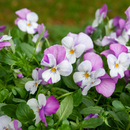 Viola 'Sorbet Pink Wings'