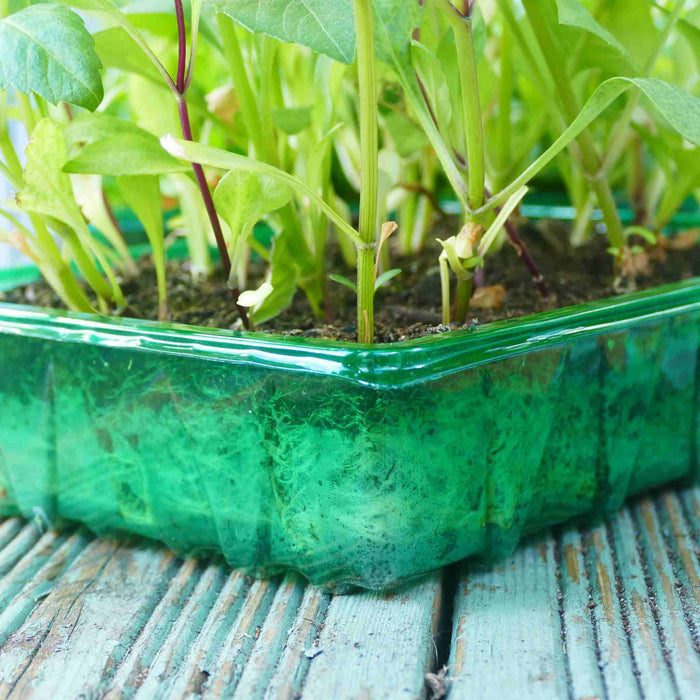 Visiroot Seed Trays