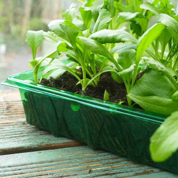 Visiroot Seed Trays