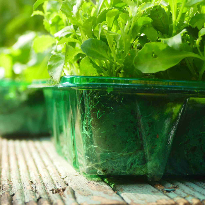 Visiroot Seed Trays