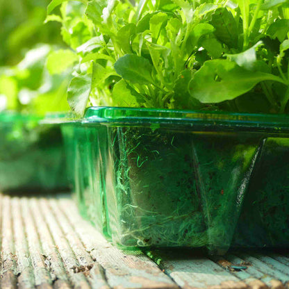 Visiroot Seed Trays
