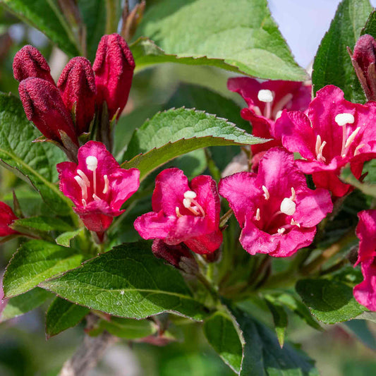 Weigela 'Bristol Ruby'