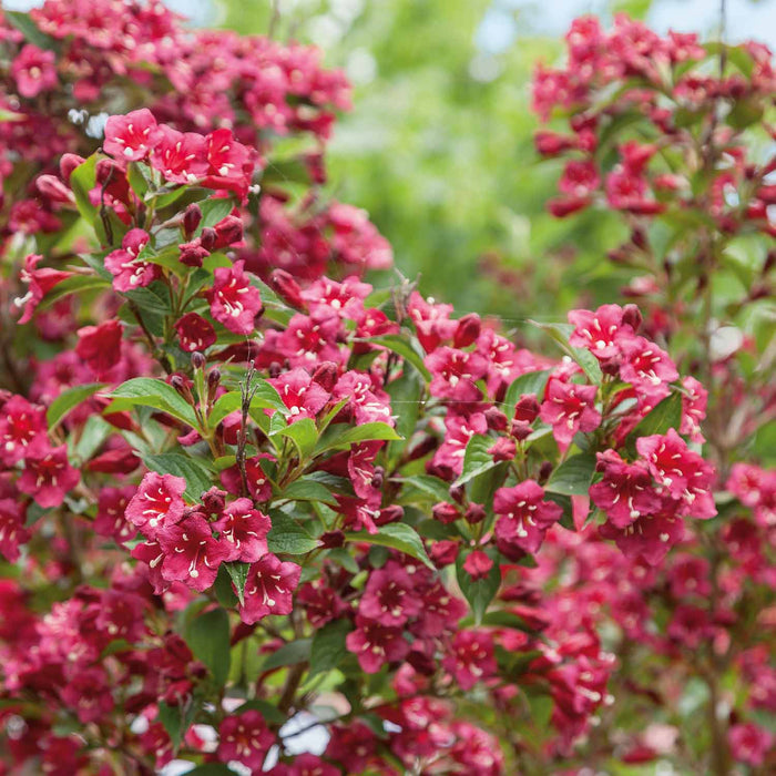 Weigela 'Bristol Ruby'