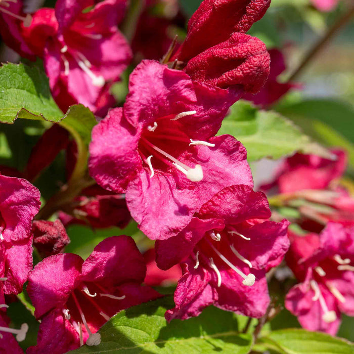 Weigela 'Bristol Ruby'