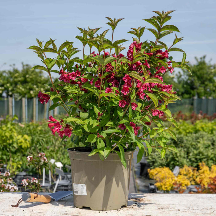 Weigela 'Bristol Ruby'