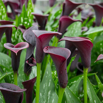 Zantedeschia 'Black'