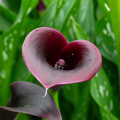 Zantedeschia 'Black'