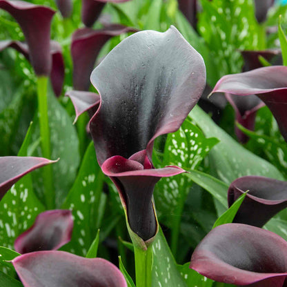 Zantedeschia 'Black'