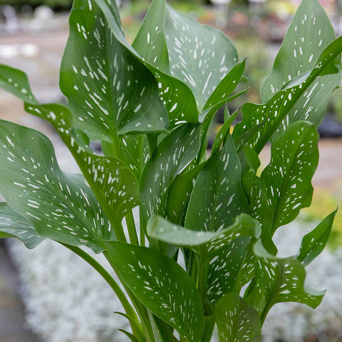 Zantedeschia 'Black'