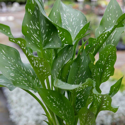 Zantedeschia 'Black'