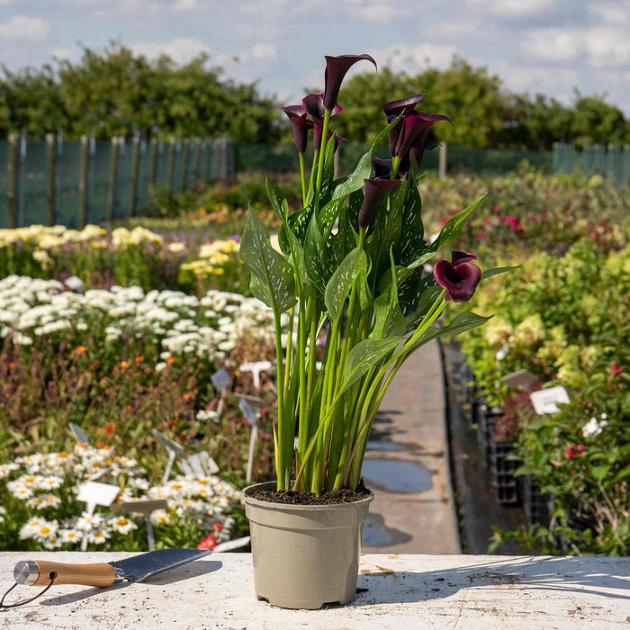 Zantedeschia 'Black'