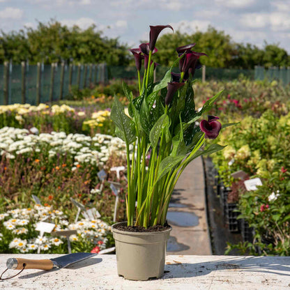 Zantedeschia 'Black'