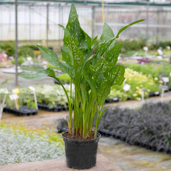 Zantedeschia 'Black'