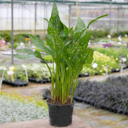 Zantedeschia 'Black'