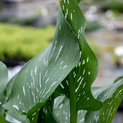 Zantedeschia 'Black'